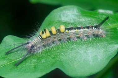 Yaprakların üzerindeki kıllı dişeti güvesi larvaları.