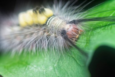 Yaprakların üzerindeki kıllı dişeti güvesi larvaları.