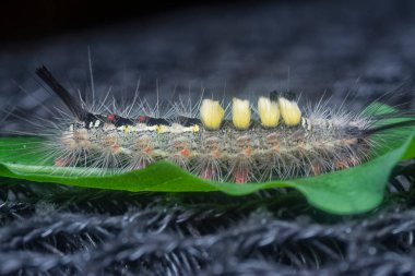 Yaprakların üzerindeki kıllı dişeti güvesi larvaları.