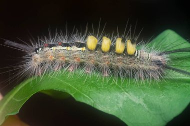 Yaprakların üzerindeki kıllı dişeti güvesi larvaları.