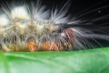 Yaprakların üzerindeki kıllı dişeti güvesi larvaları.