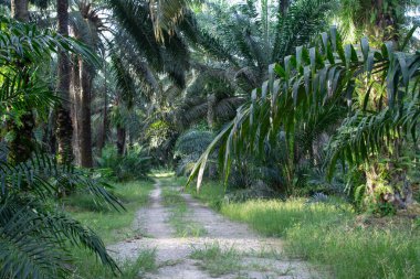 Kırsal yolu kaplayan uzun palmiye dalları