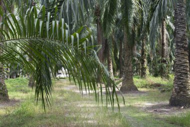Kırsal yolu kaplayan uzun palmiye dalları