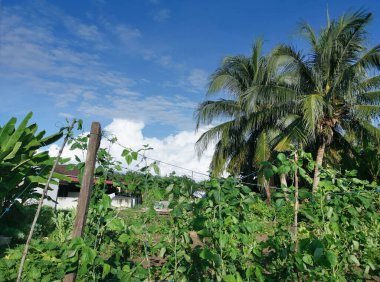 Güzel gündüz bulutlu mavi gökyüzü yeşil yeşillik ön planda 