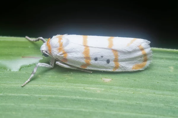 Closeup Cyana Flavalba Moth — Stock Photo, Image