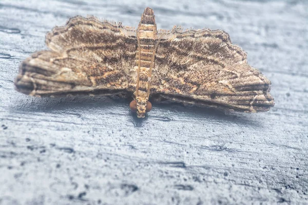 Primo Piano Della Piccola Falena Sufetula Marrone — Foto Stock