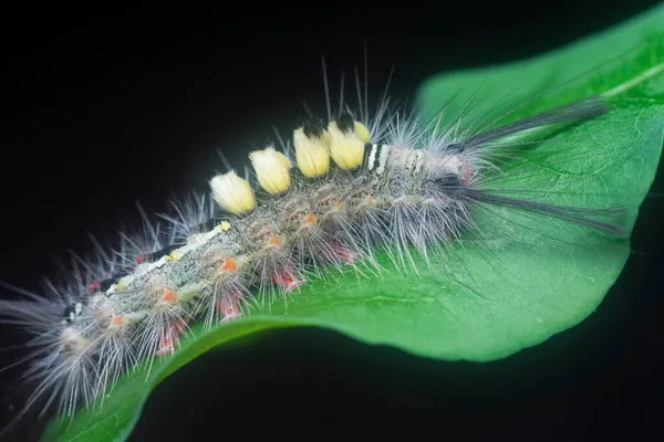 Yaprakların Üzerindeki Kıllı Dişeti Güvesi Larvaları — Stok fotoğraf