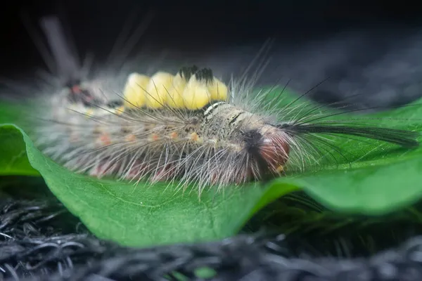 Yaprakların üzerindeki kıllı dişeti güvesi larvaları.