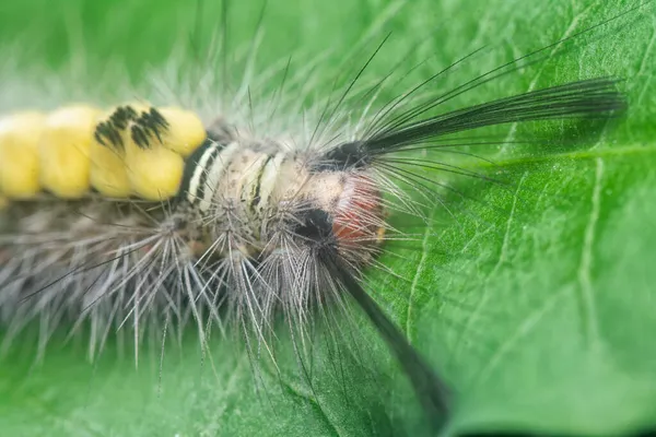 Chlupaté Tussock Můra Larvy Housenka Listí — Stock fotografie