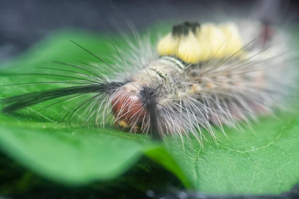 hairy tussock moth larvae caterpillar on the leaves