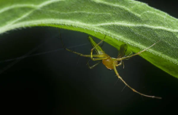 Zayıf Vaşak Örümceği Küçük Bir Yakaladı — Stok fotoğraf