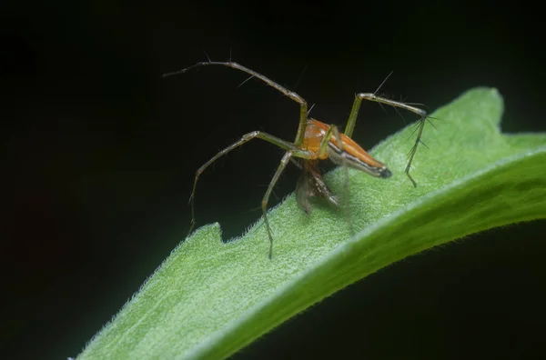 Araña Lince Magro Atrapó Una Pequeña Presa — Foto de Stock