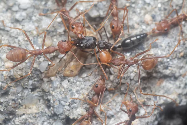 Kawanan Penenun Makan Pada Semut Polyrhachis Hitam — Stok Foto