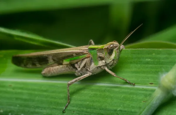 Närbild Med Grönbevingad Gräshoppa — Stockfoto