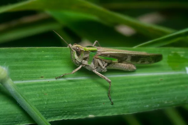 Primer Plano Con Saltamontes Alas Verdes —  Fotos de Stock