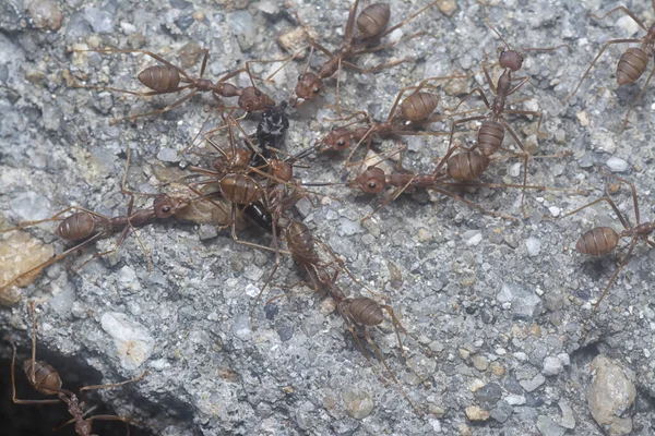 Kawanan Penenun Makan Pada Semut Polyrhachis Hitam — Stok Foto