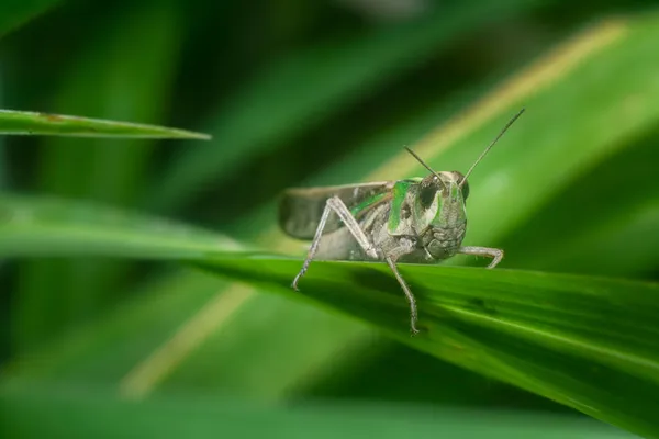 메뚜기와 엉겨붙는 — 스톡 사진