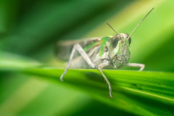 Närbild Med Grönbevingad Gräshoppa — Stockfoto