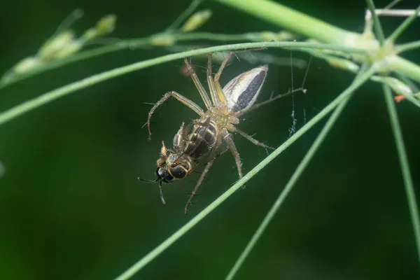 Oxyopes Lince Araña Atrapado Sudor Abeja — Foto de Stock