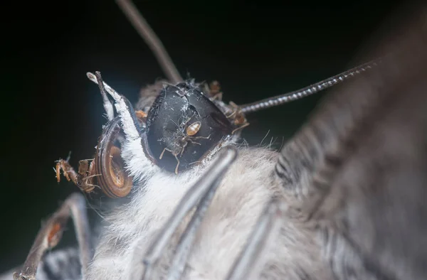 Detailní Záběr Hnědým Vlaštovkovým Motýlem — Stock fotografie