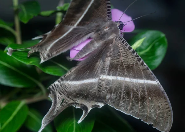 Gros Plan Avec Papillon Hirondelle Brun — Photo