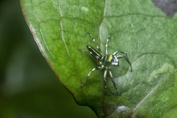 Closeup Green Epeus Flavobilineatus Spider — Stock Photo, Image