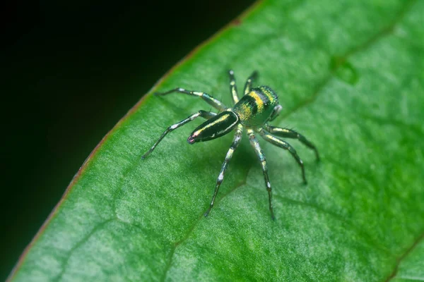 Primer Plano Con Araña Epeus Flavobilineatus Verde — Foto de Stock