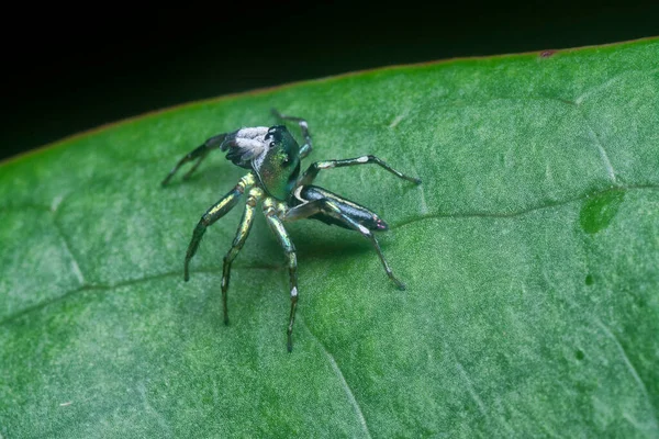 Primo Piano Con Ragno Verde Epeus Flavobilineatus — Foto Stock