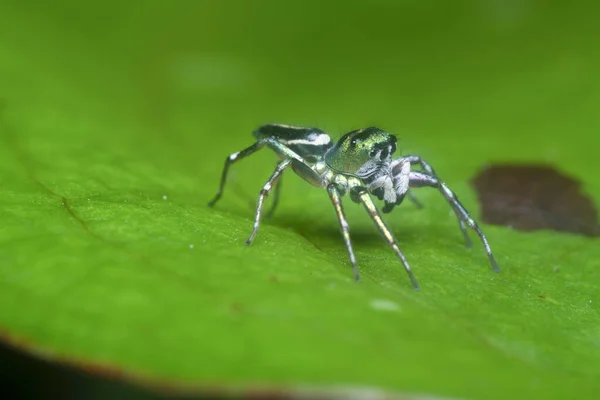 이페이 Flavobilineatus 거미와 밀착하는 — 스톡 사진