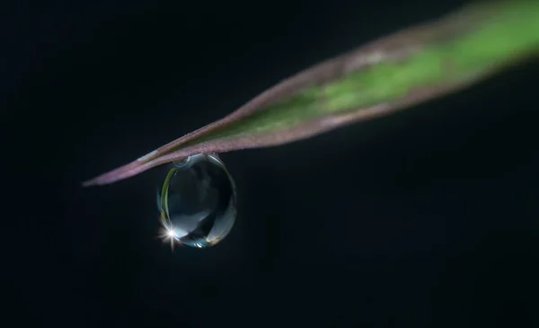 Single Dew Drop Sparkle Tips Blade Grass — Stock Photo, Image