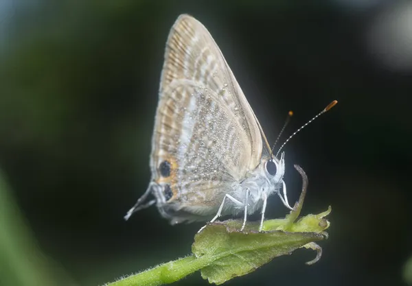 무당벌레 Chilades Lycaenidae 나비로 감싼다 — 스톡 사진