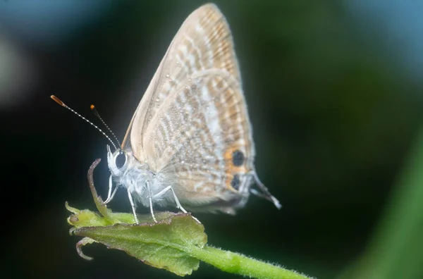 Close Met Chilades Lycaenidae Vlinder — Stockfoto