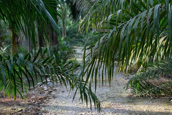 Lange Palmblätter Überlappen Den Ländlichen Weg — Stockfoto