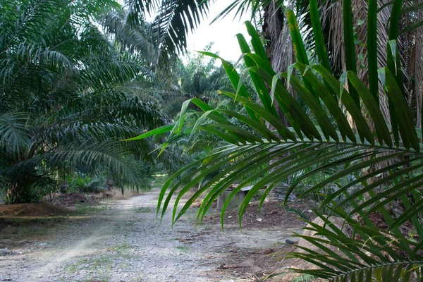 Lange Palmblätter Überlappen Den Ländlichen Weg — Stockfoto