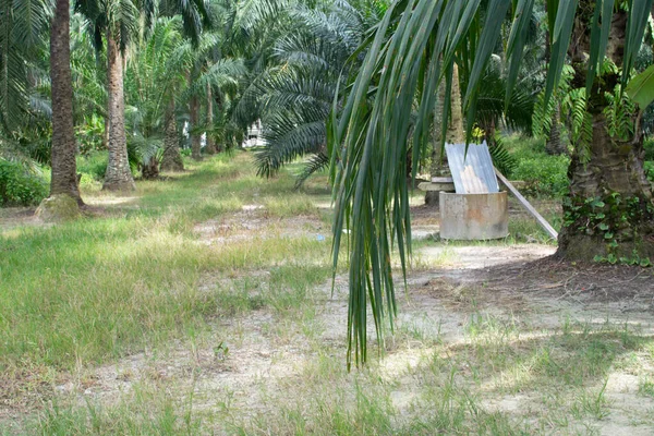 Długie Liście Palmy Gałęzie Pokrywające Się Ścieżką Wiejską — Zdjęcie stockowe
