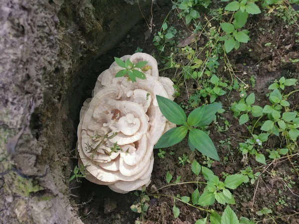 Bondarzewia Berkeleyi Pilze Sprießen Aus Dem Boden Des Entwurzelten Baumes — Stockfoto