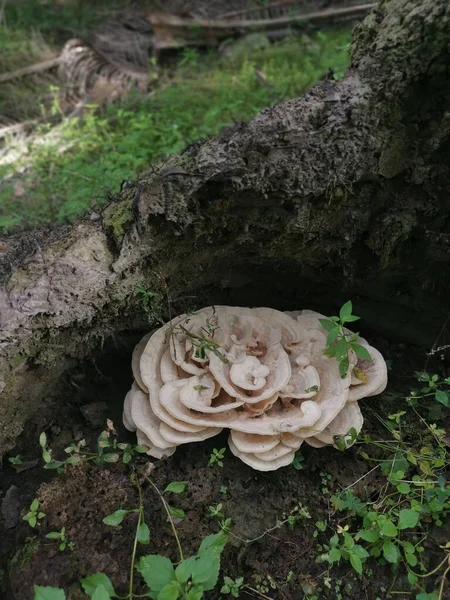 根こそぎになった木の地面から発芽したボンダルツウィア ベルケリ菌 — ストック写真