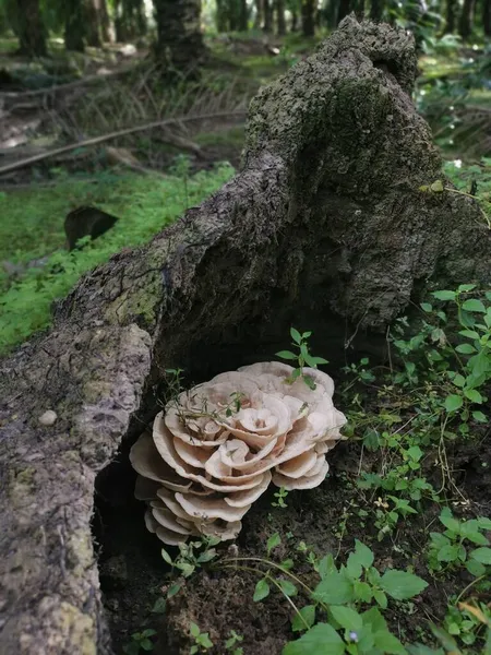 Bondarzewia Berkeleyi Pilze Sprießen Aus Dem Boden Des Entwurzelten Baumes — Stockfoto