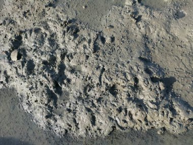 Çamurlu bataklık yüzeyinin dokusu