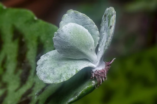 Kalanchoe Gastonis Bonnieri Soczysty Młody Sadzonka — Zdjęcie stockowe