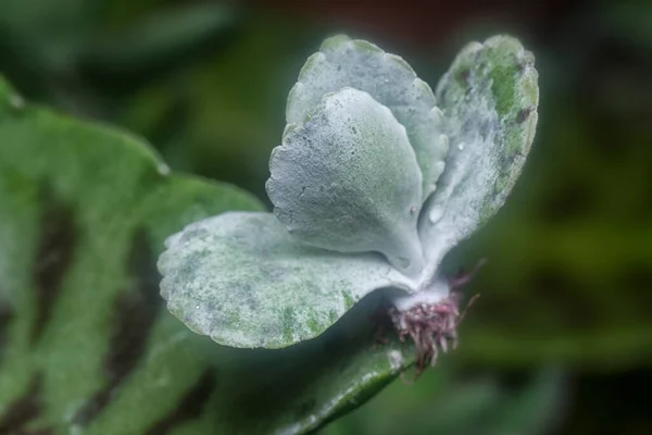 Kalanchoe Gastonis Bonnieri Genç Sulu Tohum — Stok fotoğraf