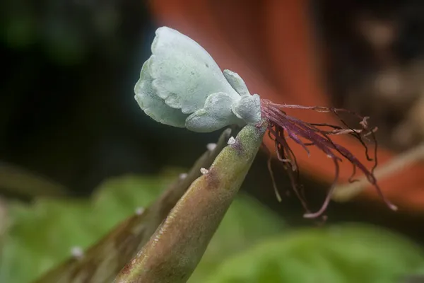 Kalanchoe Gastonis Bonnieri Soczysty Młody Sadzonka — Zdjęcie stockowe