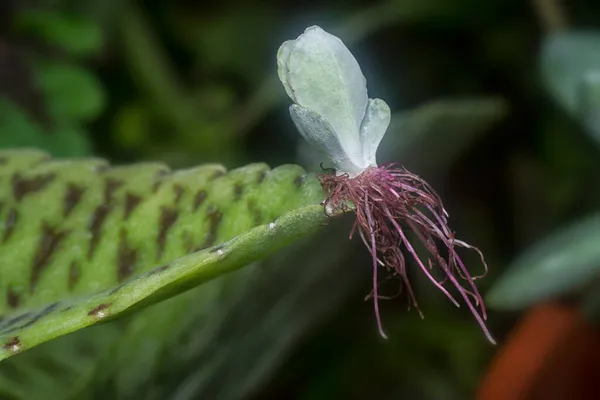 Kalanchoe Gastonis Bonnieri Soczysty Młody Sadzonka — Zdjęcie stockowe