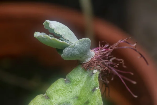 Kalanchoe Gastonis Bonnieri Suculentas Plántulas Jóvenes — Foto de Stock