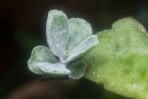 Kalanchoe Gastonis Bonnieri Genç Sulu Tohum — Stok fotoğraf