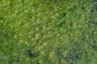 yüzen yosunlarla dolu beton kuyu 