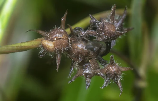 Sementeira Seca Sebe Carex Hirta — Fotografia de Stock