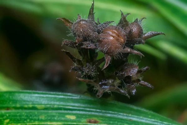 Torkad Sådd Carex Hirta Sedge — Stockfoto