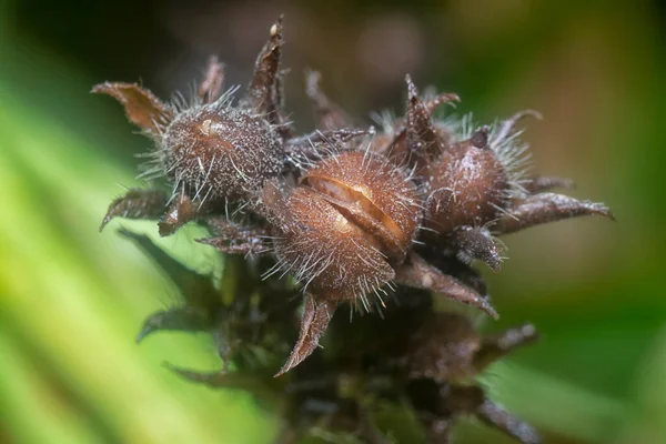 Carex Hirta Sáska Szárított Vetése — Stock Fotó