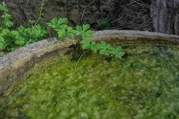 Beton Dobrze Wypełniony Pływającym Osadem Alg — Zdjęcie stockowe